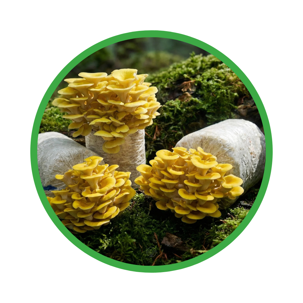 golden oyster Yellow mushrooms growing on a rock with green moss in a forest setting
