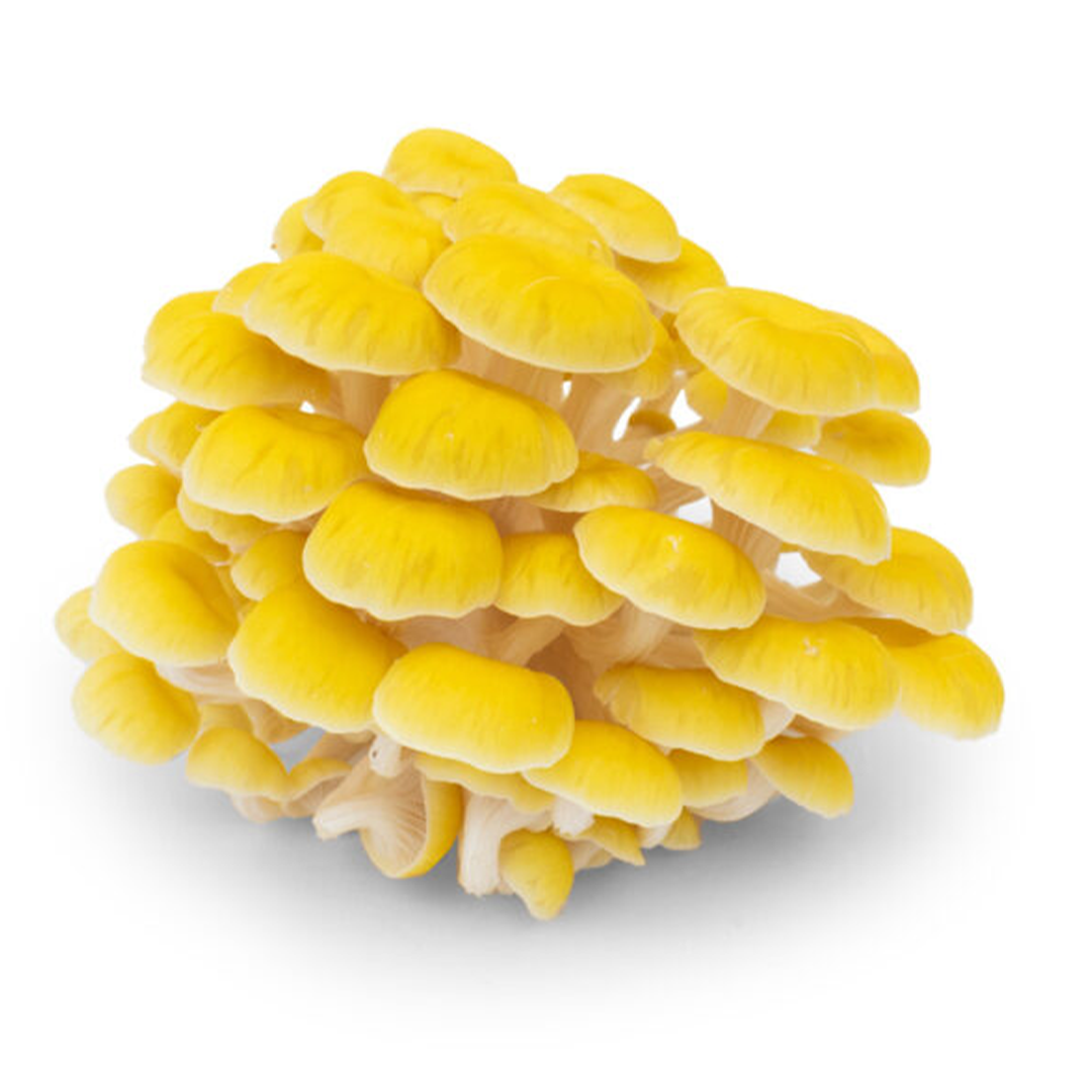 Cluster of golden oyster yellow mushrooms on a white background