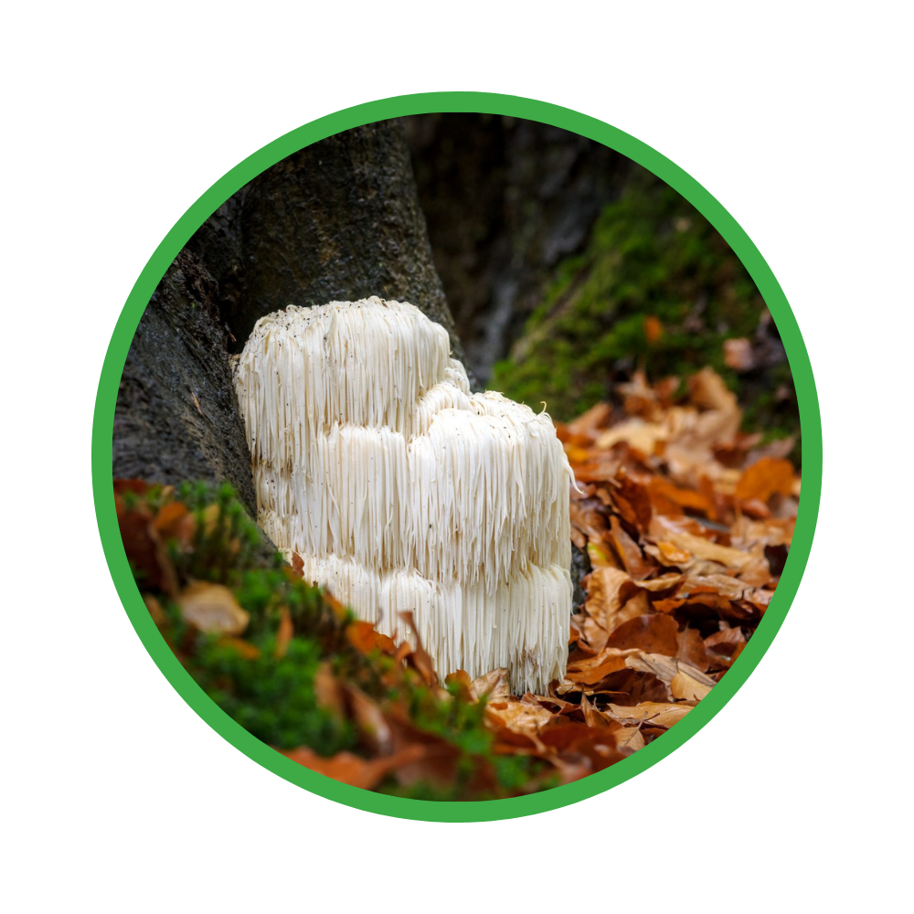 White lion's mane mushroom growing on a tree stump with a green border