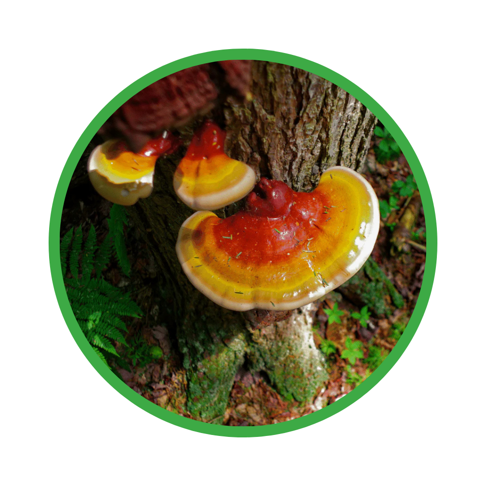 Colorful reishi mushrooms growing on a tree trunk with a green circular border.