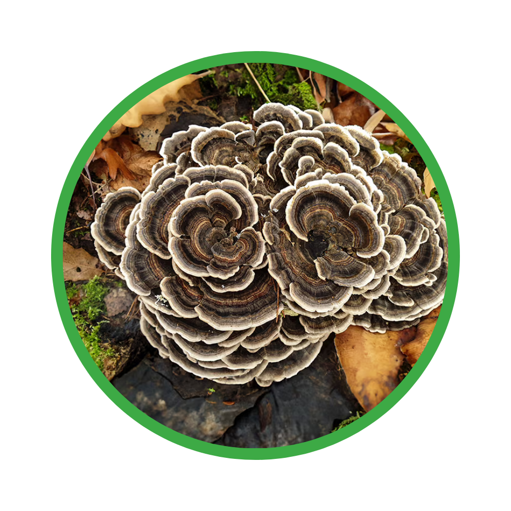 Close-up of a cluster of turkey tail mushrooms growing on a log on a natural background